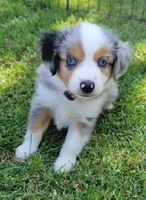 Ella, a female Miniature Australian Shepherd for sale in Winters, CA – 3 of 4