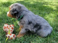 Dolly, a female Miniature Australian Shepherd for sale in Winters, CA – 3 of 5