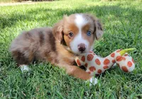 Wynonna, a female Miniature Australian Shepherd for sale in Winters, CA – 4 of 4