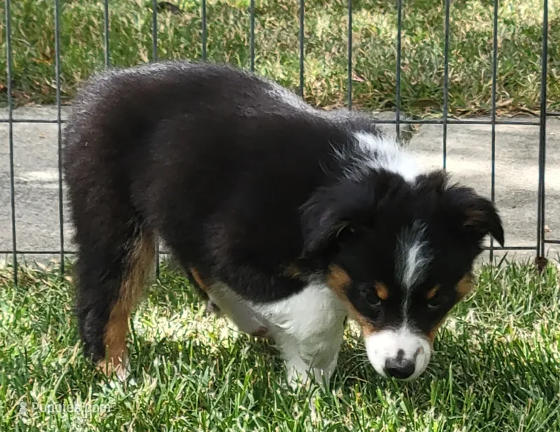 Izzy – Miniature Australian Shepherd puppy for sale in Winters, CA