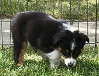 Izzy, a female Miniature Australian Shepherd for sale in Winters, CA – 1 of 6