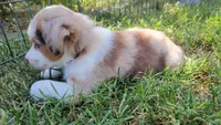 Lainey, a female Miniature Australian Shepherd for sale in Winters, CA – 3 of 4