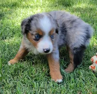 Dolly, a female Miniature Australian Shepherd for sale in Winters, CA – 5 of 5