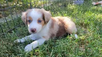 Lainey, a female Miniature Australian Shepherd for sale in Winters, CA – 4 of 4