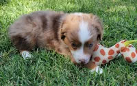 Wynonna, a female Miniature Australian Shepherd for sale in Winters, CA – 2 of 4