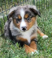 Beau, a male Miniature Australian Shepherd for sale in Winters, CA – 2 of 3