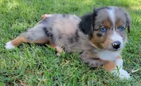 Faith, a female Miniature Australian Shepherd for sale in Winters, CA – 3 of 4