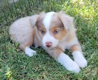 Reba, a female Miniature Australian Shepherd for sale in Winters, CA – 1 of 5