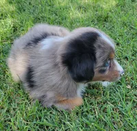 Faith, a female Miniature Australian Shepherd for sale in Winters, CA – 2 of 4