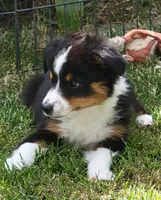 Izzy, a female Miniature Australian Shepherd for sale in Winters, CA – 4 of 6
