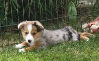 Bella, a female Miniature Australian Shepherd for sale in Winters, CA – 2 of 3