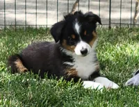 Izzy, a female Miniature Australian Shepherd for sale in Winters, CA – 2 of 6