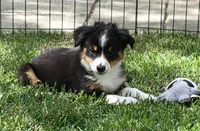 Izzy, a female Miniature Australian Shepherd for sale in Winters, CA – 6 of 6