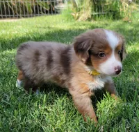 Wynonna, a female Miniature Australian Shepherd for sale in Winters, CA – 3 of 4