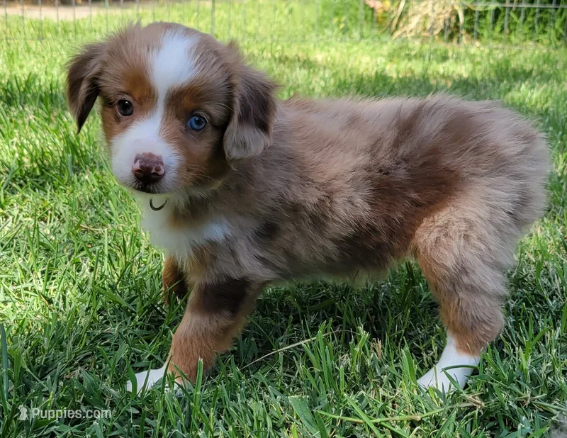 Wynonna – Miniature Australian Shepherd puppy for sale in Winters, CA