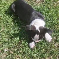 Puppy 2, a male Boston Terrier for sale in Ferris, TX – Photo 4 of 9