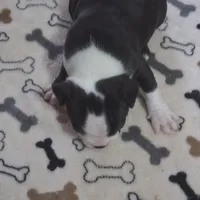 Puppy 2, a male Boston Terrier for sale in Ferris, TX – Photo 5 of 9