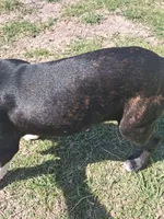 Puppy 2, a male Boston Terrier for sale in Ferris, TX – Photo 2 of 9