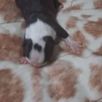 Puppy 2, a male Boston Terrier for sale in Ferris, TX – Photo 7 of 9