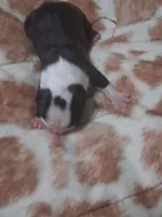 processed/34efb065-4b8d-42a9-80bb-9048691bf14f/listing/0842f278-fb8d-47f5-a38d-475e33cdc90b/929c29a5-0134-4beb-92d4-28b185761fec