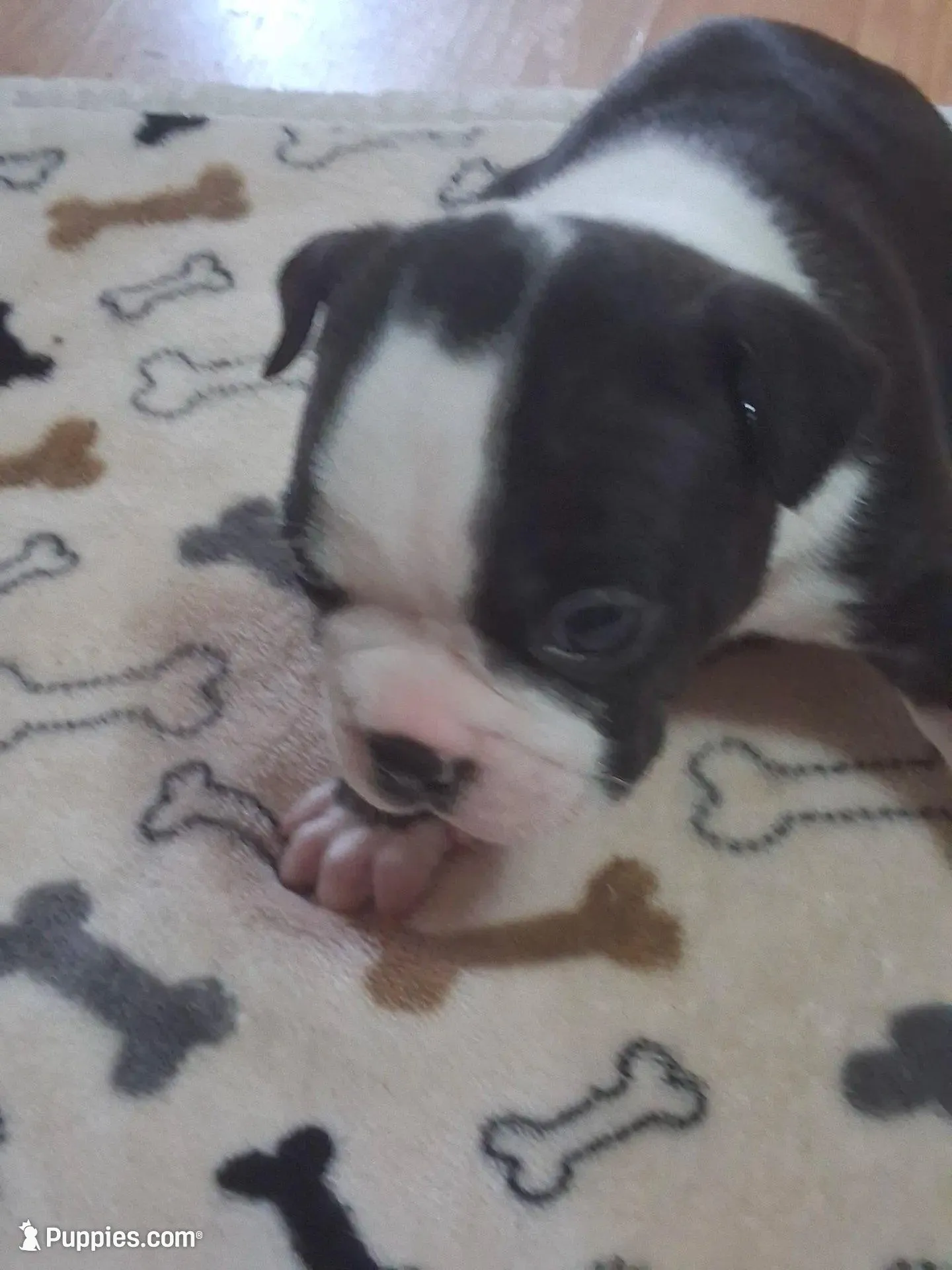 Puppy 2, a male Boston Terrier for sale in Ferris, TX – 8 of 10