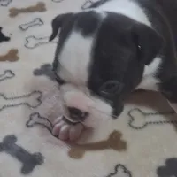 Puppy 2, a male Boston Terrier for sale in Ferris, TX – Photo 6 of 9