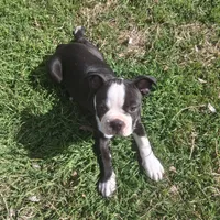 Puppy 2, a male Boston Terrier for sale in Ferris, TX – Photo 3 of 9