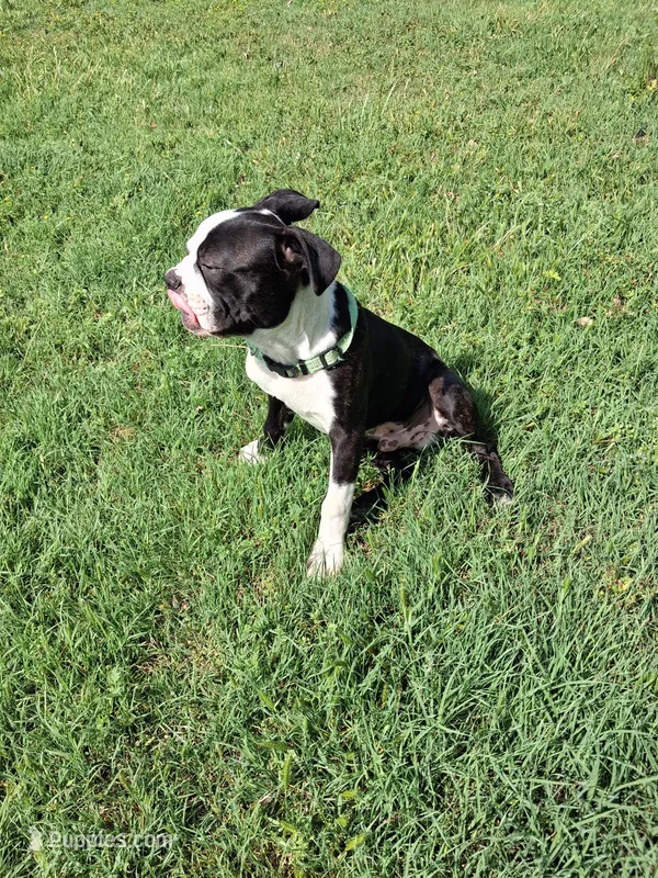 Puppy 2 – Boston Terrier puppy for sale in Ferris, TX
