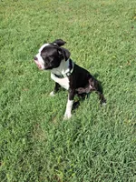Puppy 2, a male Boston Terrier for sale in Ferris, TX – 1 of 10