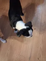 Puppy 2, a male Boston Terrier for sale in Ferris, TX – Photo 1 of 9