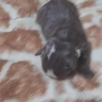 Puppy 1, a female Boston Terrier for sale in Ferris, TX – Photo 3 of 7