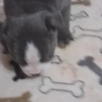 Puppy 1, a female Boston Terrier for sale in Ferris, TX – Photo 5 of 7