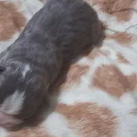 Puppy 1, a female Boston Terrier for sale in Ferris, TX – Photo 4 of 7