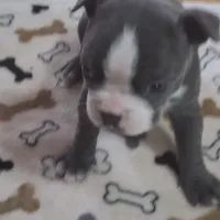 Puppy 1, a female Boston Terrier for sale in Ferris, TX – Photo 2 of 7