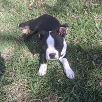 Puppy3, a male Boston Terrier for sale in Ferris, TX – Photo 1 of 8