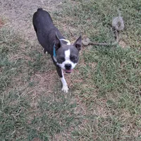 Puppy3, a male Boston Terrier for sale in Ferris, TX – Photo 8 of 8