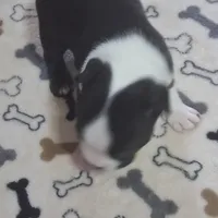 Puppy3, a male Boston Terrier for sale in Ferris, TX – Photo 4 of 8