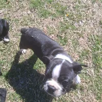 Puppy3, a male Boston Terrier for sale in Ferris, TX – Photo 2 of 8