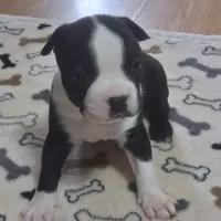 Puppy3, a male Boston Terrier for sale in Ferris, TX – Photo 3 of 8