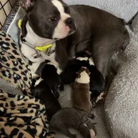 Puppy3, a male Boston Terrier for sale in Ferris, TX – Photo 6 of 8