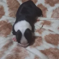 Puppy3, a male Boston Terrier for sale in Ferris, TX – Photo 5 of 8