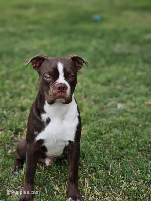 Theodore – Boston Terrier puppy for sale in Ferris, TX