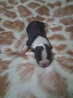 processed/34efb065-4b8d-42a9-80bb-9048691bf14f/listing/d38abfbd-76e2-4c3b-85f1-ae209c212fc3/1ea0ecc3-915a-4aea-aa80-71e29c60ea8e