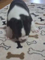 processed/34efb065-4b8d-42a9-80bb-9048691bf14f/listing/d38abfbd-76e2-4c3b-85f1-ae209c212fc3/81ac81f4-fc62-40b1-bc50-030fb6d96ce9