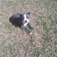 Puppy 5, a female Boston Terrier for sale in Ferris, TX – Photo 3 of 9