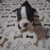 Puppy 5, a female Boston Terrier for sale in Ferris, TX – Photo 4 of 9