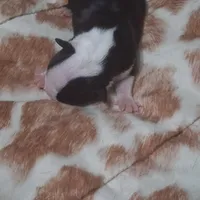 Puppy 5, a female Boston Terrier for sale in Ferris, TX – Photo 5 of 9