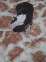 processed/34efb065-4b8d-42a9-80bb-9048691bf14f/listing/ee8e9e92-3bb4-4bb7-9c65-3917a54f8b88/98b4a1c8-c15d-4178-ae16-77748a843f58