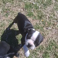 Puppy 5, a female Boston Terrier for sale in Ferris, TX – Photo 1 of 9