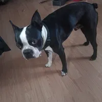 Puppy 5, a female Boston Terrier for sale in Ferris, TX – Photo 8 of 9